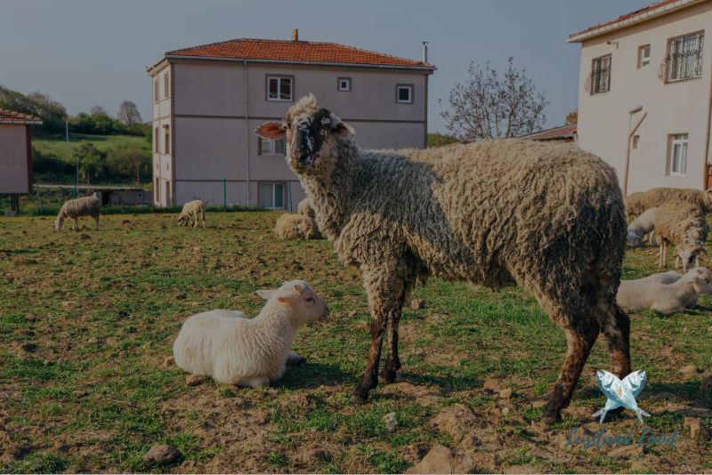 Portuguese Lamb